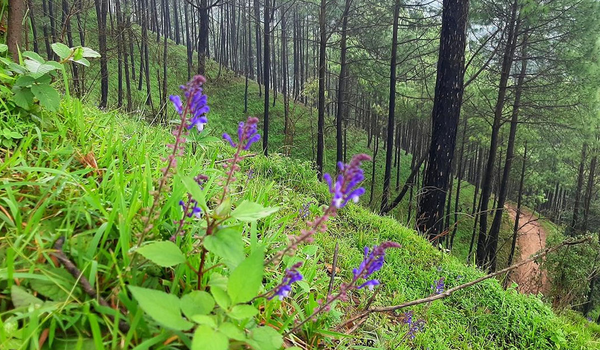 Champadevi Hiking