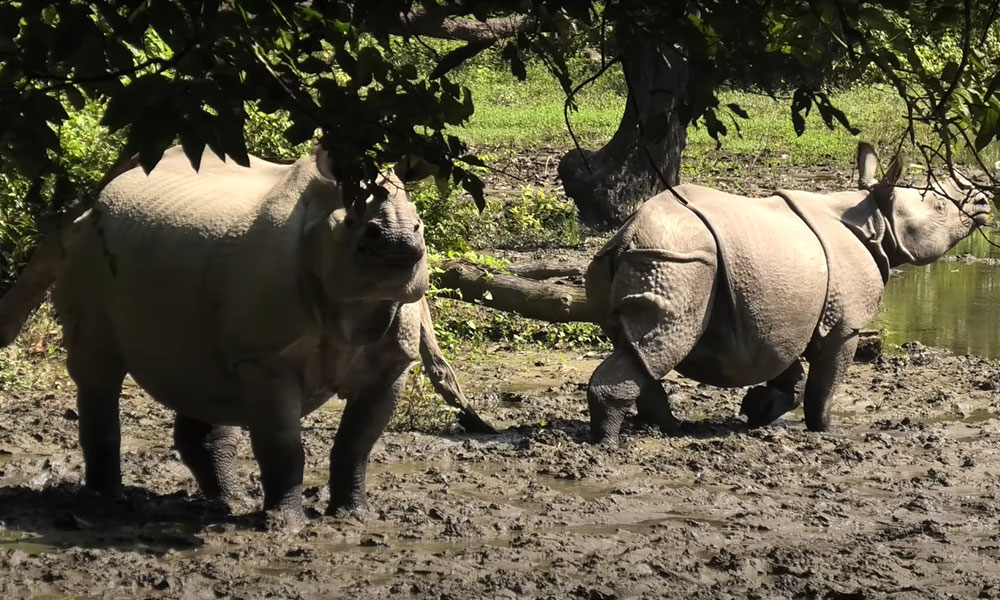 Chitwan National Park