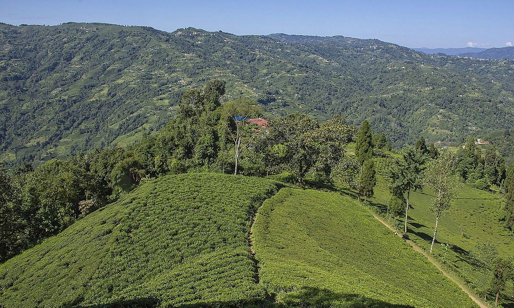 Illam Nepal