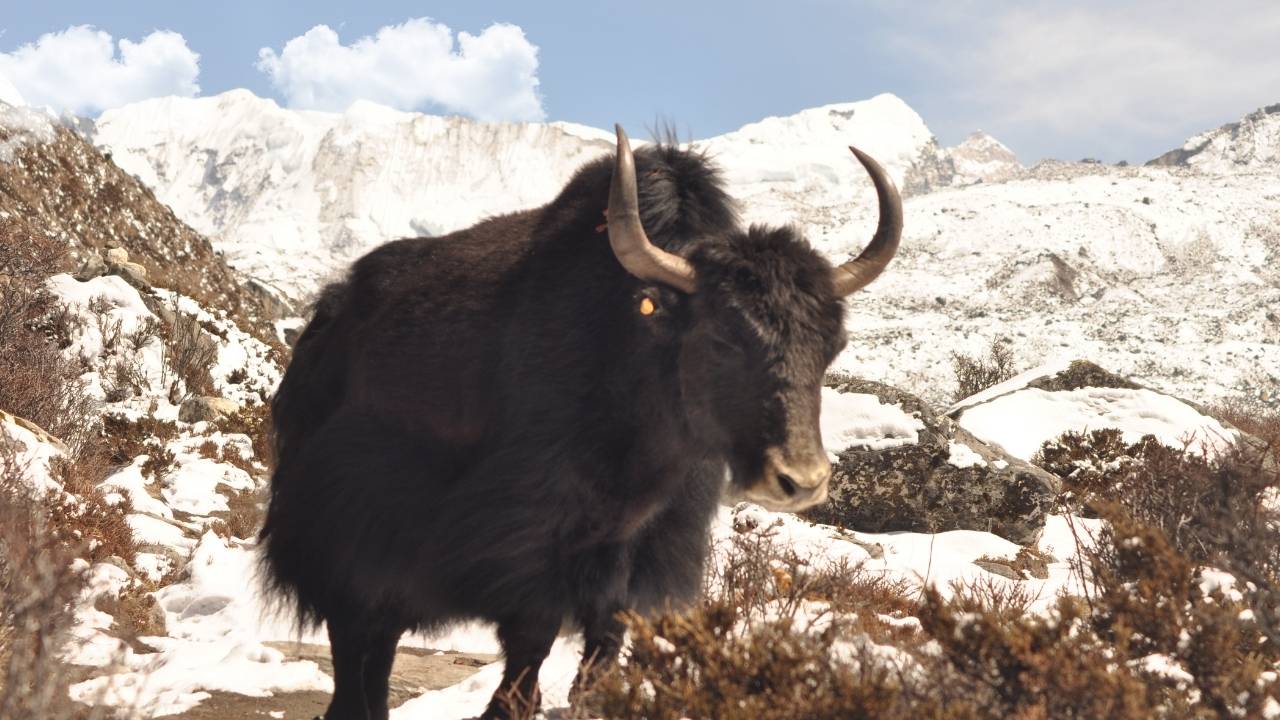 EBC Trekking Packages