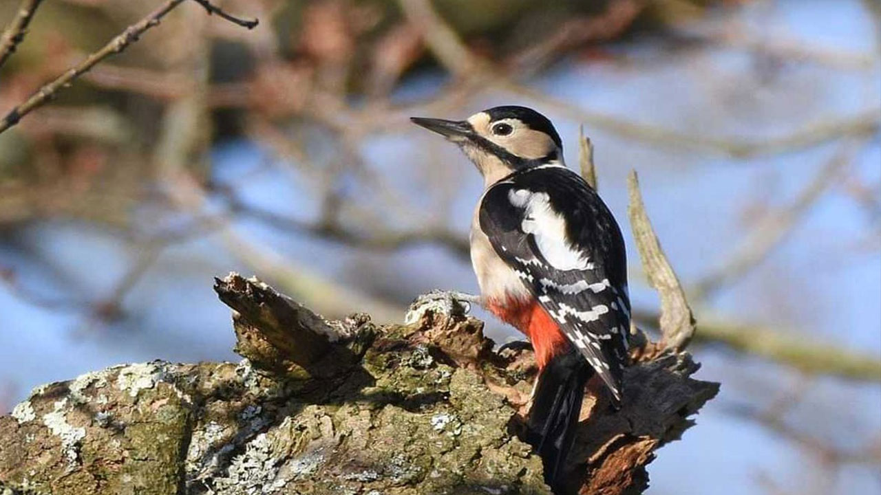Birds In Phulchoki
