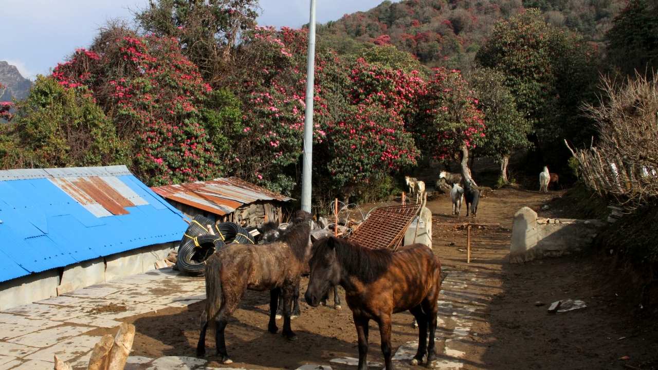 Is November a Good Time for Poon Hill Trek