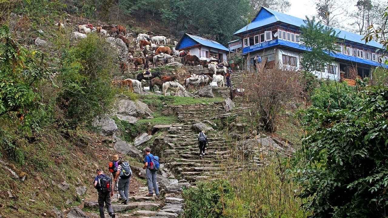 Gurung Heritage Trek Short Trekking Adventures In Nepal