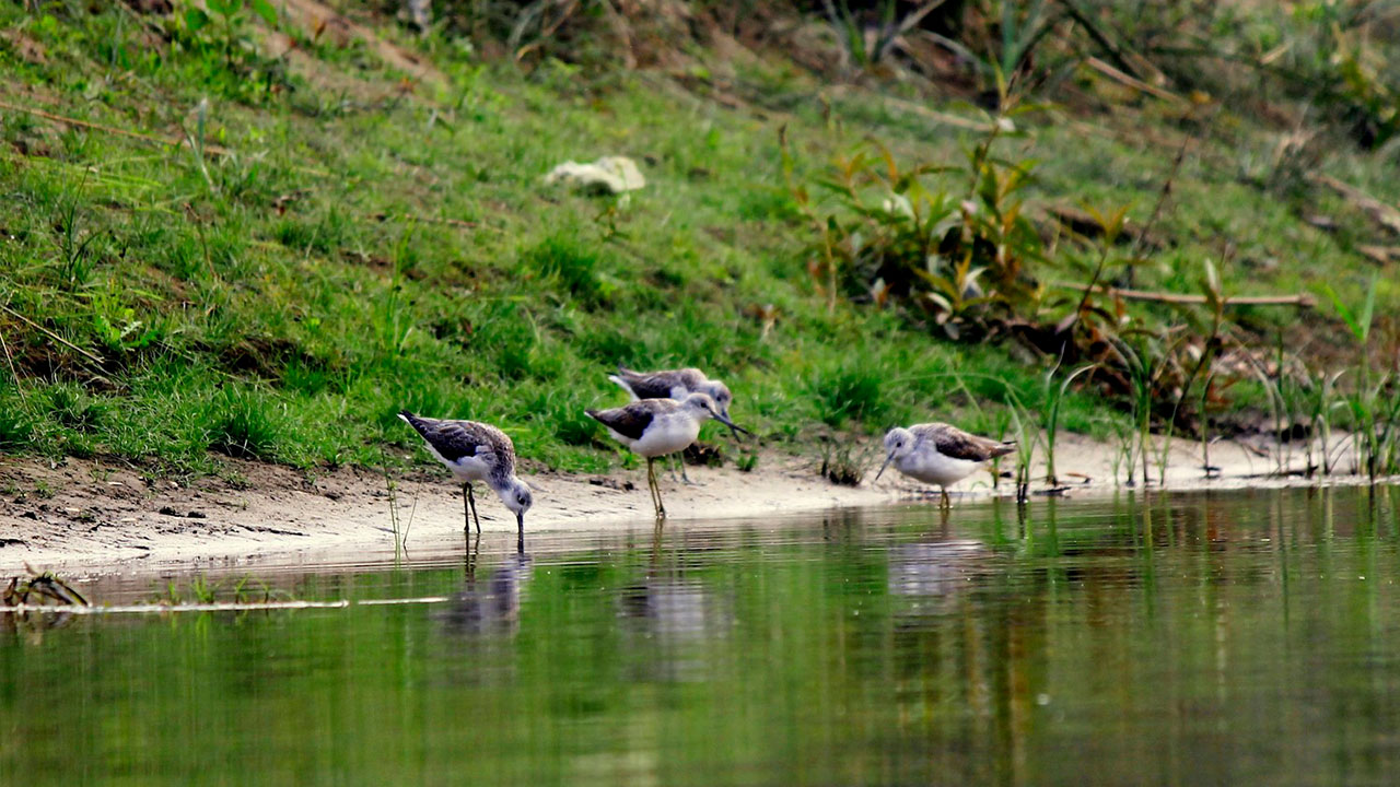 Birds from Nepal at Chitwan