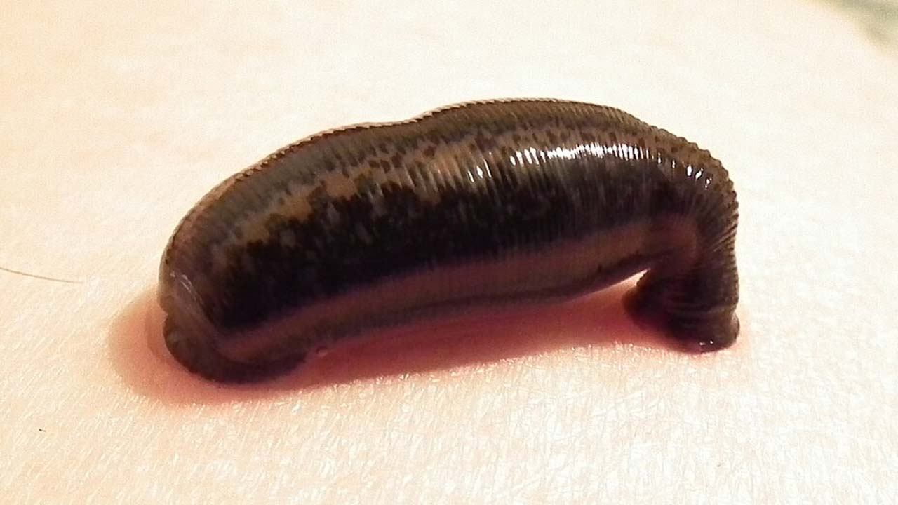 How to Deal With Leeches on Trek in Nepal