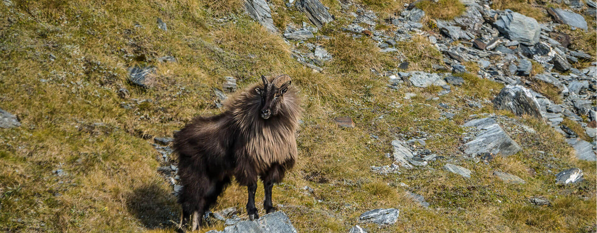 Himalayan tahr