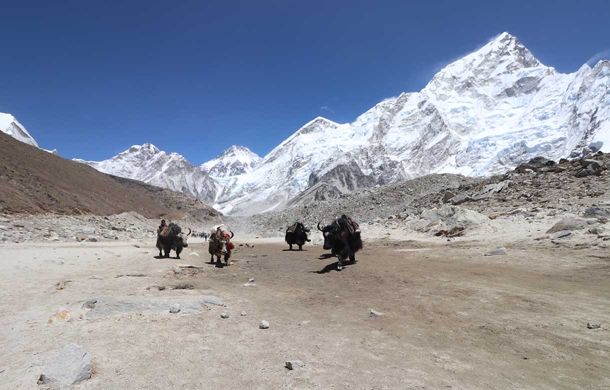 Animal Carrying Teh Goods In Everest Region